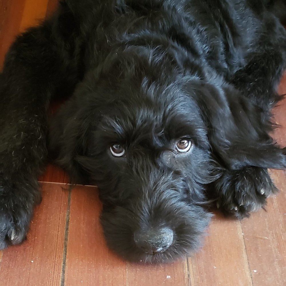 Meet your Posher, Hallie